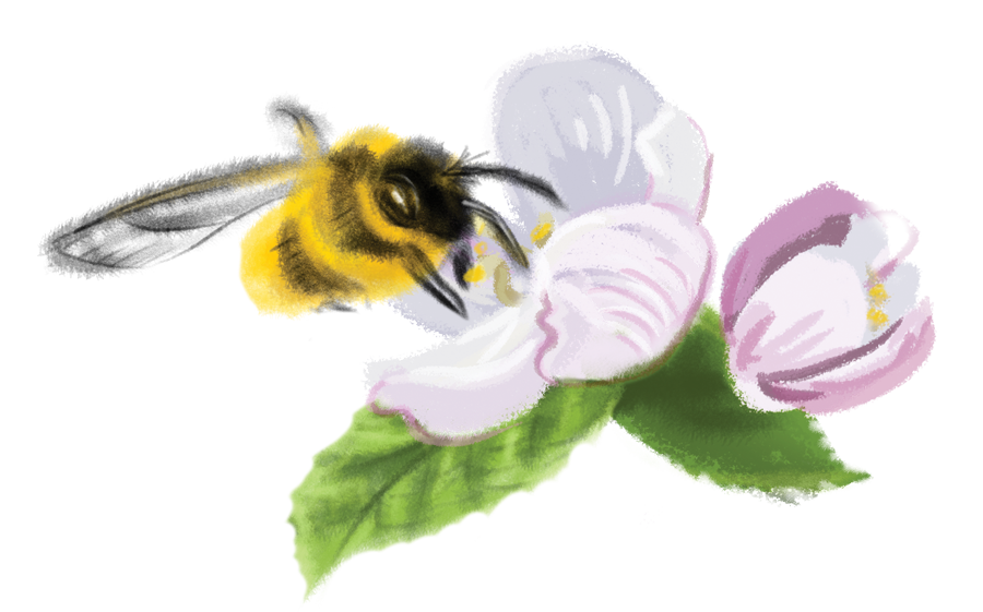 BeePollinatingAppleBlossom-900x561px