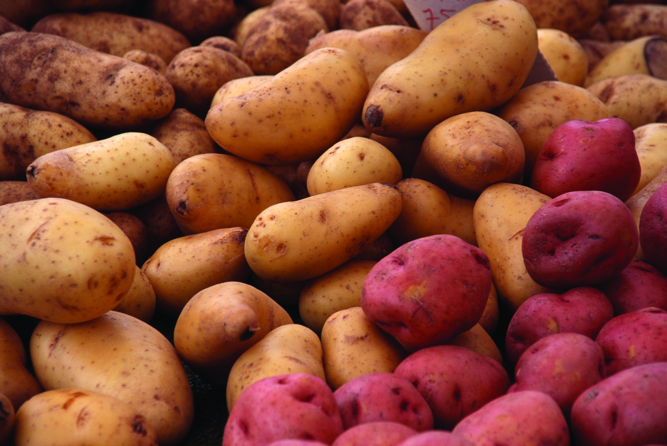 http://positivelypa.com/wp-content/uploads/2019/09/potatoes-001P0703LL.jpg