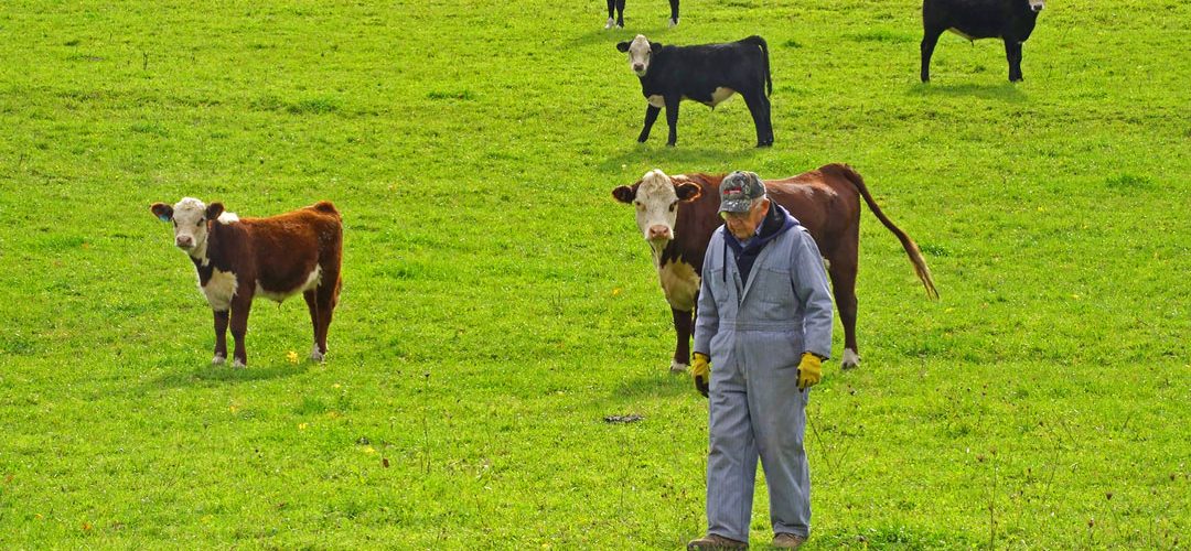 Heyler-with-cows-1080x607px