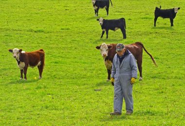 Heyler-with-cows-1080x607px