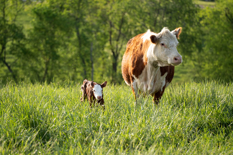 beef-DSC05214-800x533px